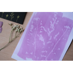 Kit Cyanotype "rose" découverte